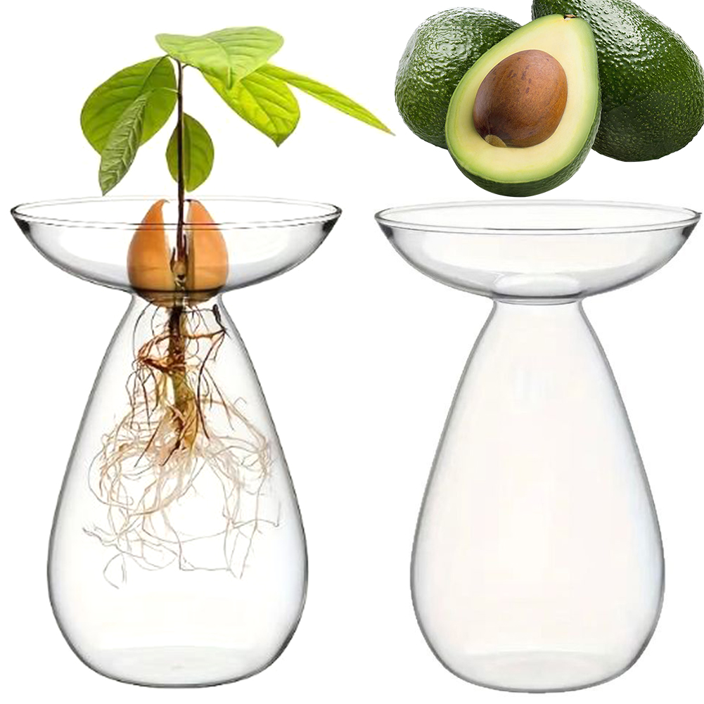 Propagation Station Vase - Avokado Çekirdeği Başlangıç ​​Vazosu Hidroponik Vazo