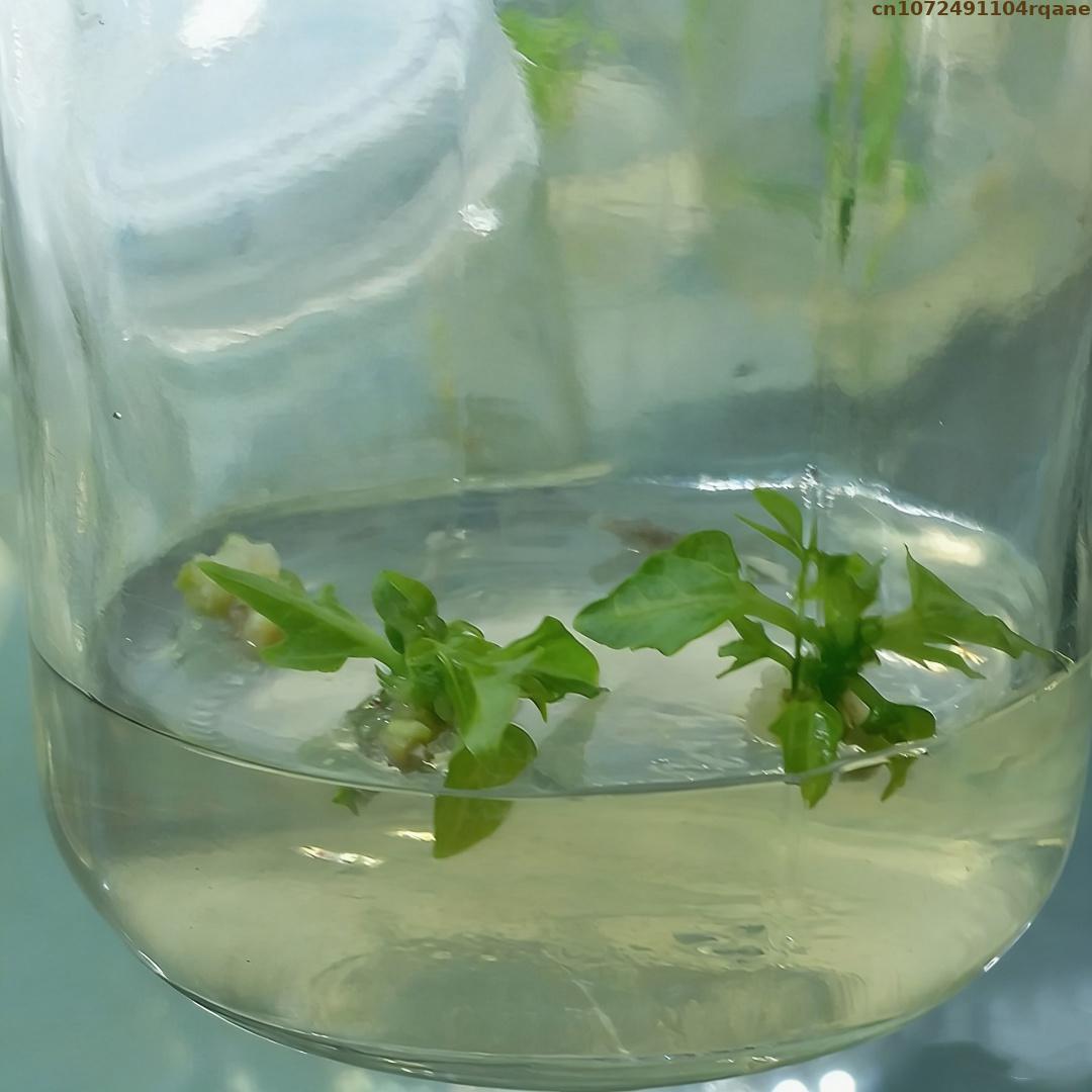 Premium Bitki Doku Kültürü Aga - Agar Tissue Culture incelemesi ve fiyatı