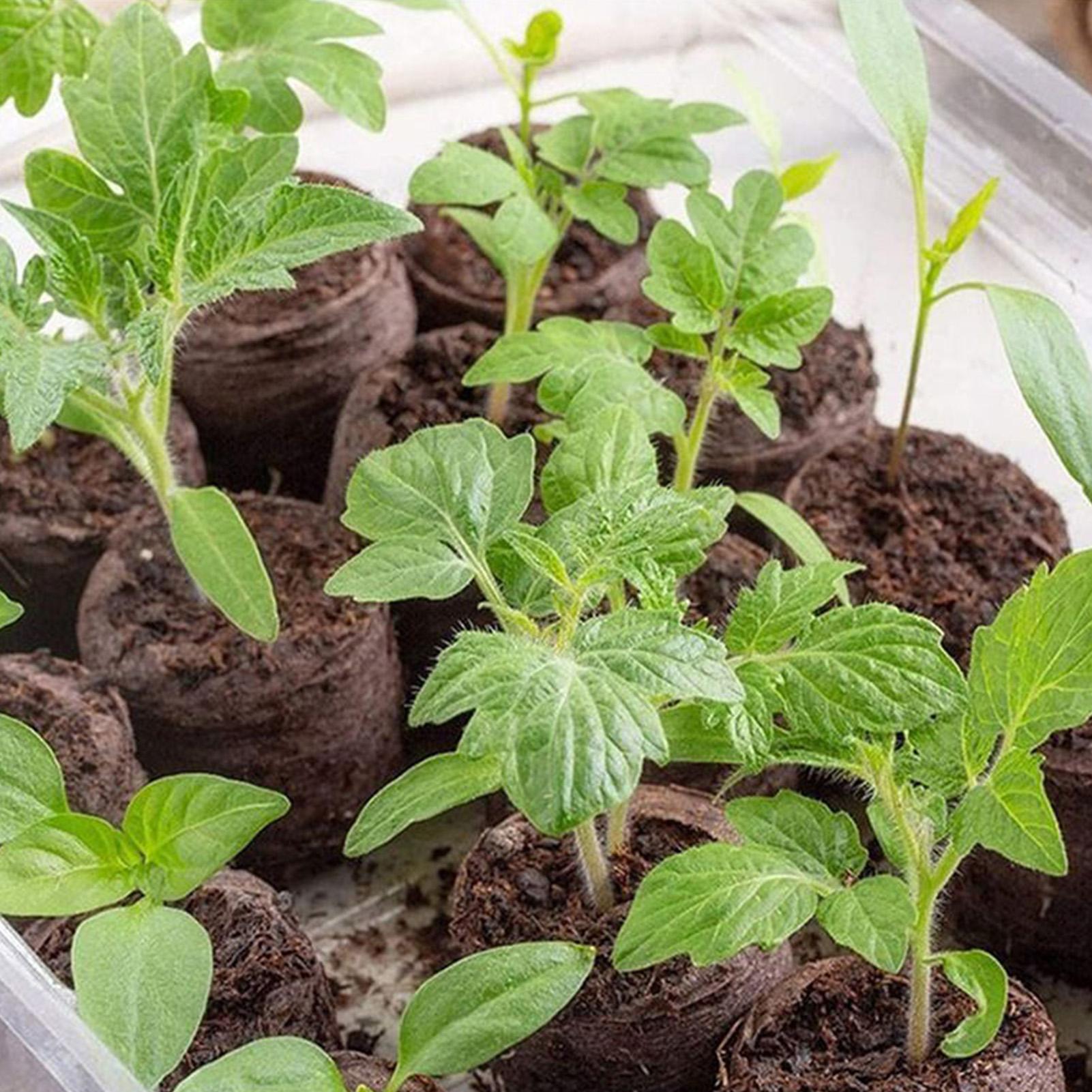 100 Adet Saksı Karışım Tepsisi - Peat Pellet Tray incelemesi ve fiyatı